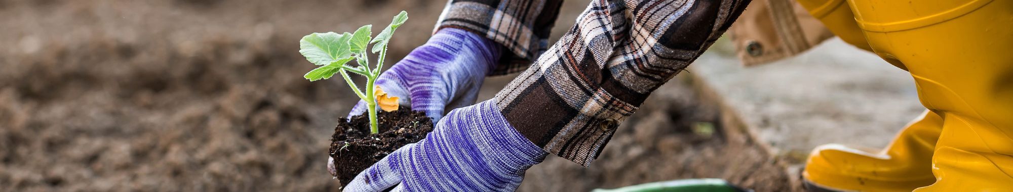 A gardener is planting a plant into the ground.